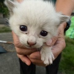 至急！３匹の仔猫の里親募集！ − 岐阜県