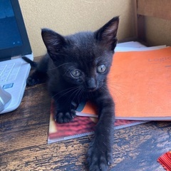 可愛い黒猫🐈‍⬛子猫（オス2ヶ月）の里親さん募集します