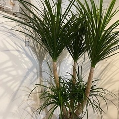 【ネット決済】カンボジアーナ 180cm とても立派な観葉植物