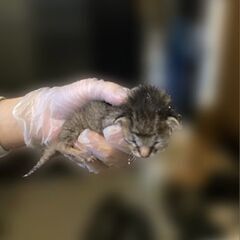 生後約10日の小猫