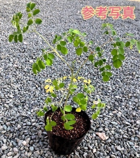 極上】モリンガの挿し木 苗 挿木 極太