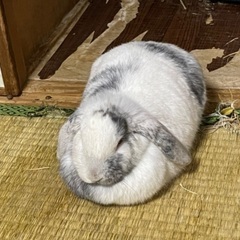 ウサギ − 京都府