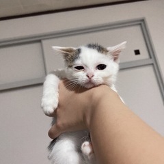 エキゾチック 子猫 − 大阪府