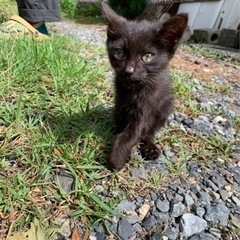 黒い子猫保護しました🐈‍⬛