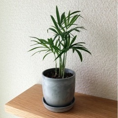 観葉植物　テーブルヤシ⑥　21cm　おしゃれな2号の鉢と受…