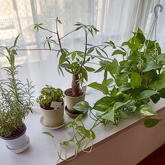 観葉植物　パキラ　シンゴニウム、ローズマリ　ポトス
