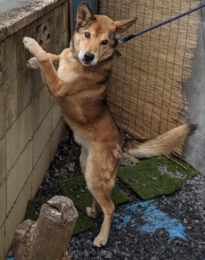 ミックス犬中型青い首輪を着けている迷子犬探しています けい 龍ケ崎市の手伝って 助けての助け合い ジモティー