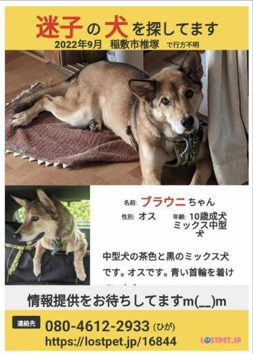 ミックス犬中型青い首輪を着けている迷子犬探しています けい 龍ケ崎市の手伝って 助けての助け合い ジモティー