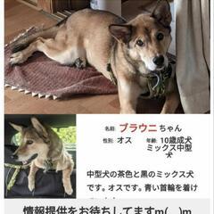 ミックス犬中型青い首輪を着けている迷子犬探しています けい 龍ケ崎市の手伝って 助けての助け合い ジモティー