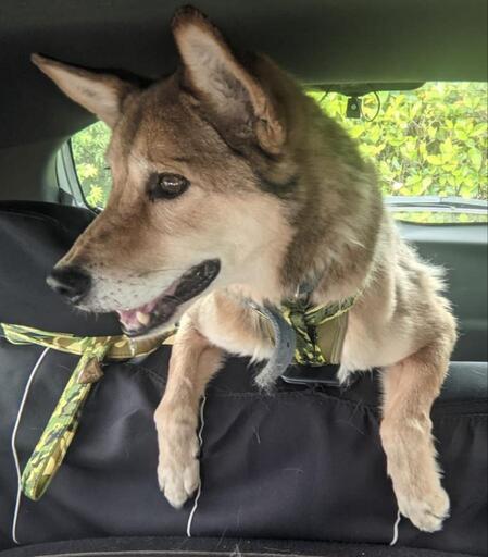 ミックス犬中型青い首輪を着けている迷子犬探しています けい 龍ケ崎市の手伝って 助けての助け合い ジモティー
