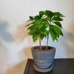 コーヒーノキ 観葉植物