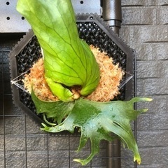 coronarium Philippines Dwarf ビカクシダ ドワーフ