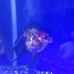 60センチ水槽+金魚