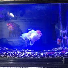 60センチ水槽+金魚