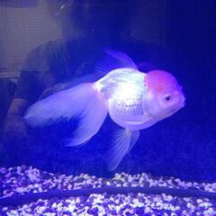 60センチ水槽+金魚