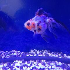 60センチ水槽+金魚