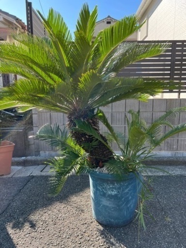 ソテツ　蘇鉄　大型