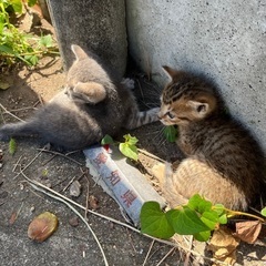 生後2週間程の雄猫2匹を8月頭に保護しました。