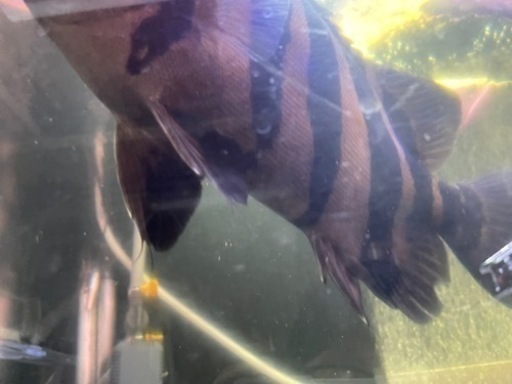 ダトニオ スマトラタイガー 引き取り | odysseype.com.au