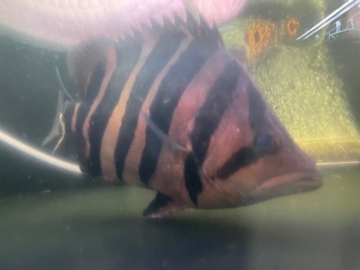 ダトニオ　スマトラタイガー　引き取り