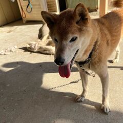 茶の柴犬の里親になってください