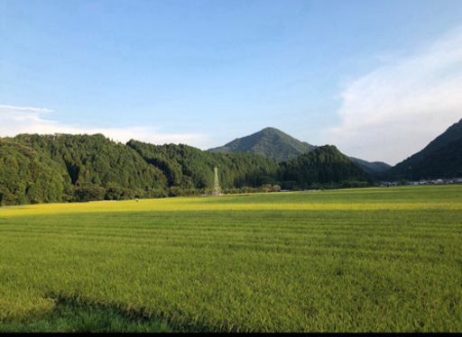 新米　コシヒカリ　減農薬生産　30kg
