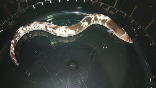 マダラうなぎ