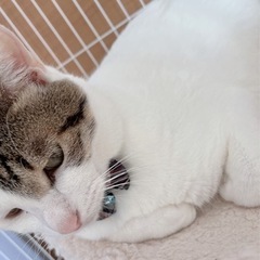 人懐っこい雑種猫 − 北海道