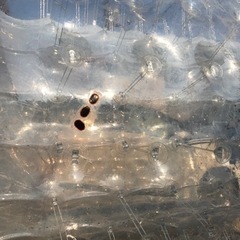 ウォーターロール