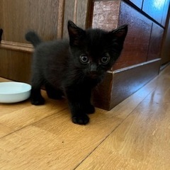 黒猫　推定生後1ヶ月