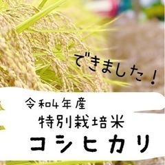 🌾R4 特別栽培米コシヒカリ 