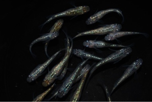 メダカ】ラメ王×サファイア（背鰭無）