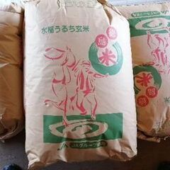 古米　令和三年産コシヒカリ（保冷米）玄米30kg