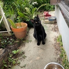 黒猫の子供　推定生後半年 - 名古屋市