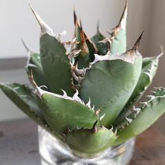 アガベ　チタノタ　覇王竜　中株