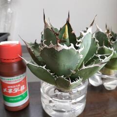 アガベ　チタノタ　覇王竜　中株