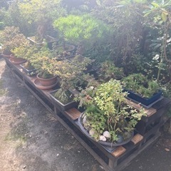 札幌近郊！盆栽多数ございます