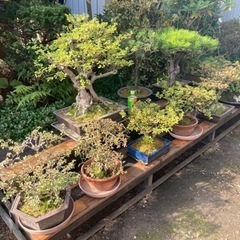 札幌近郊！盆栽多数ございます