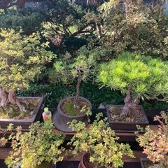 札幌近郊！盆栽多数ございます