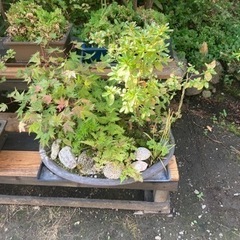 札幌近郊！盆栽多数ございます