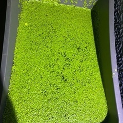 浮草の中古が安い 激安で譲ります 無料であげます ジモティー