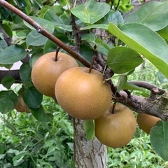 二十世紀梨と長十郎梨が成熟しました！今年は木になっている個数が少...