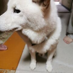 柴犬♂高齢 - 熊本市