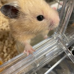 飼育用品全部付き　とても大人しいおじいちゃんキンクマハムスター