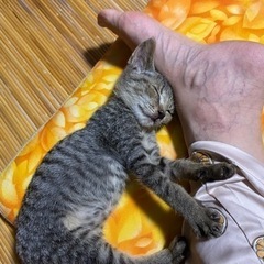 里親募集です。 - 猫