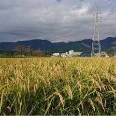 新米！ 令和4年産 採れたてキヌヒカリ（玄米）60kg（1俵）