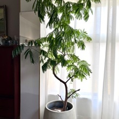 10/15まで値下げ エバーフレッシュ 曲がり 10号相当 約175cm