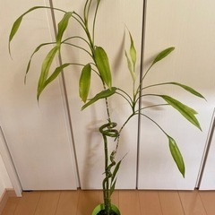 観葉植物 ドラセナ90cm（開運竹）