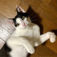 ゴロスリ甘えん坊なイケメン♡お子様OK猫初心者◎