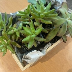 多肉植物3つ